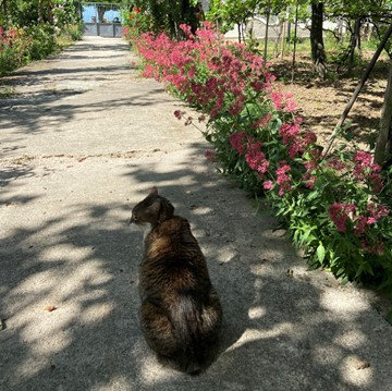 Chats, Chums, and Cherry Compote – Loving Life as an Expatriate in Albania – By Karen Espig