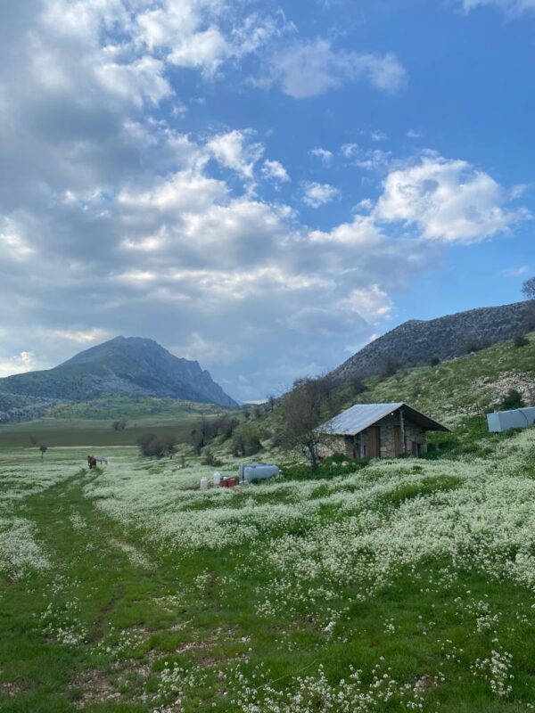 Cajupi Field - Group Tour