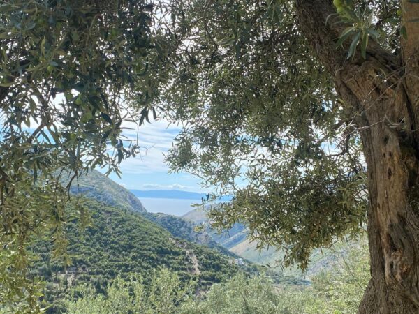 Olive tree with a view of the ocean and mountains, South of Albania.